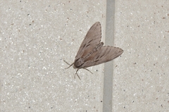 Sphinx caliginea