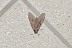 Sphinx caliginea