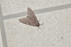 Sphinx caliginea