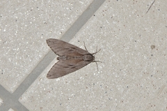 Sphinx caliginea