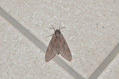 Sphinx caliginea