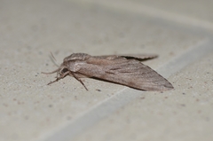 Sphinx caliginea