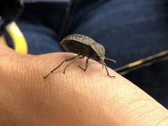 Stenomorpha clathrata