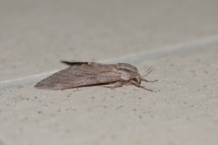Sphinx caliginea