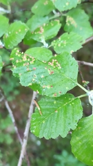 Eriophyes alniincanae