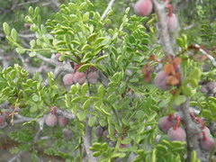 Bursera exequielii