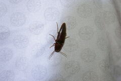 Diplostethus texanus