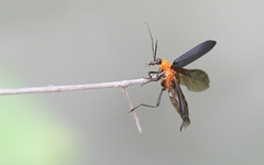 Oedemerinae