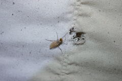 Chaoborus punctipennis