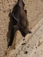 Parastrellus hesperus