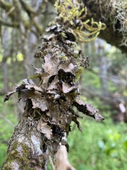 Lobaria retigera