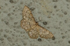 Idaea moniliata