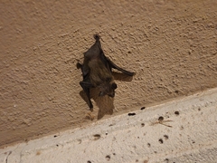 Parastrellus hesperus