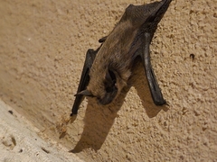 Parastrellus hesperus