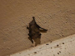 Parastrellus hesperus