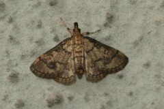 Metasia ophialis