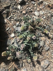 Aethionema thomasianum