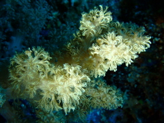 Klyxum