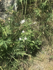 Geranium rivulare