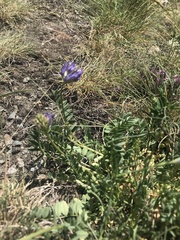 Astragalus leontinus