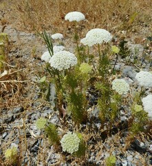 Visnaga daucoides