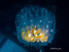Cyclosalpa affinis
