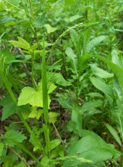 Poa remota