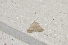 Herminia dolosa