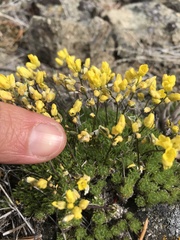 Draba crassifolia