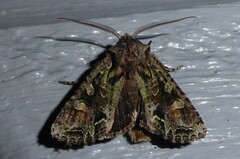 Ichneutica insignis