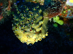 Polyandrocarpa polypora