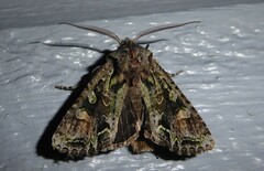 Ichneutica insignis