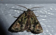 Ichneutica insignis