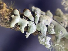Hypogymnia oceanica
