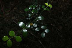 Psydrax odorata odorata