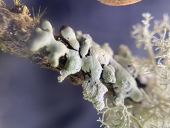 Hypogymnia oceanica