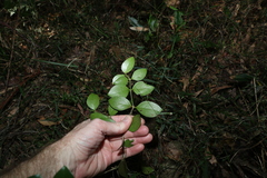 Psydrax odorata odorata