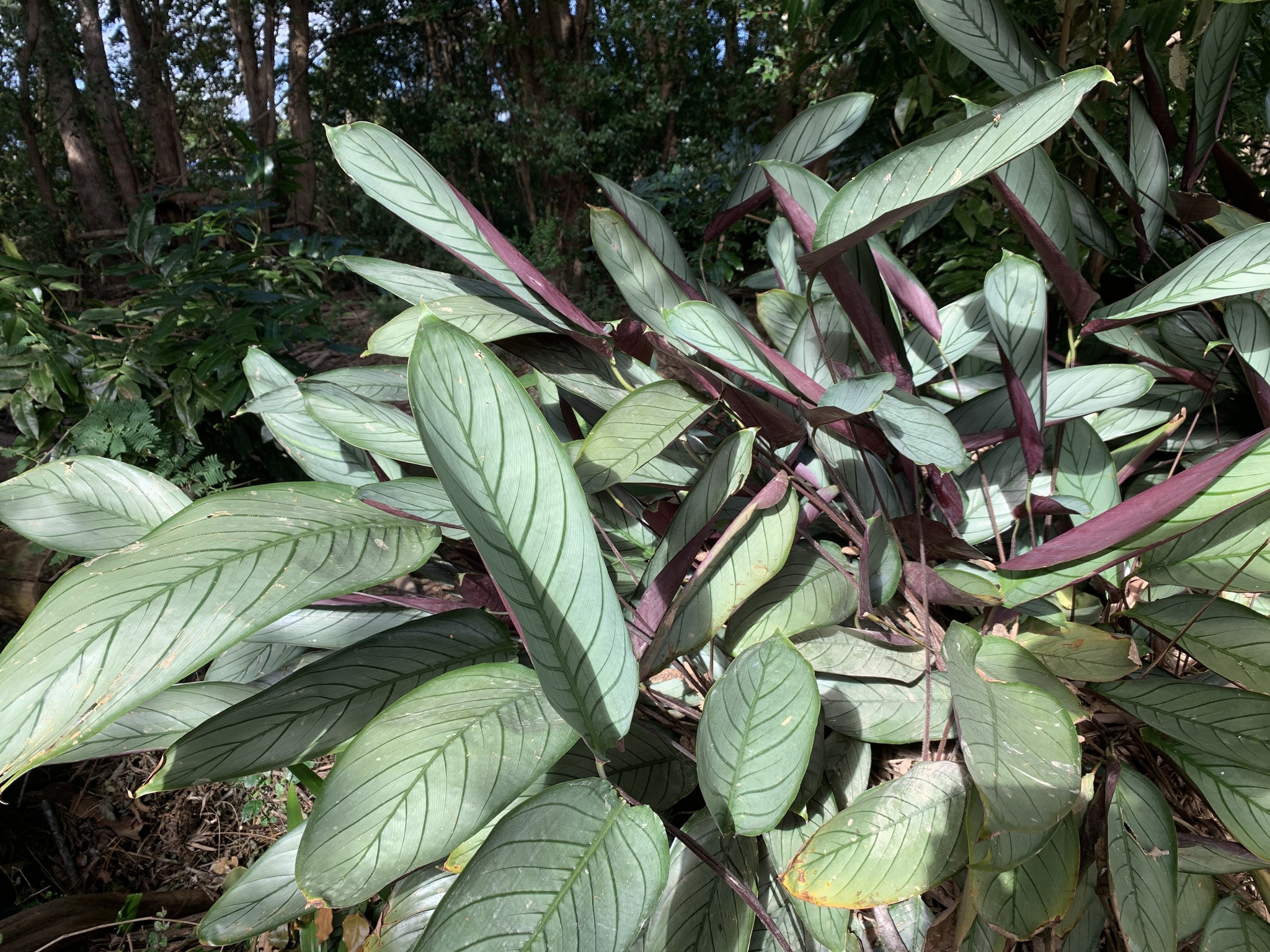 Imagem de Maranta