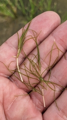 Zannichellia palustris