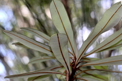 Banksia integrifolia compar