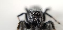 Phidippus octopunctatus