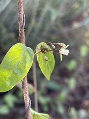 Cynanchum ellipticum
