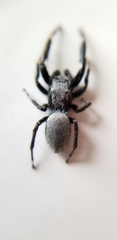 Phidippus octopunctatus