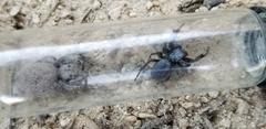 Phidippus octopunctatus