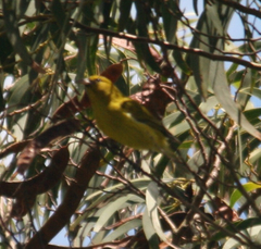 Chlorodrepanis flava