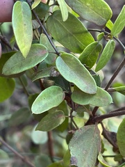 Cynanchum ellipticum