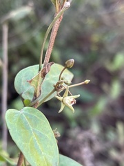 Cynanchum ellipticum