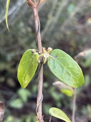 Cynanchum ellipticum