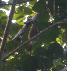 Xanthotis macleayanus