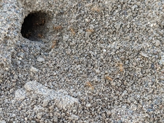 Myrmecocystus testaceus